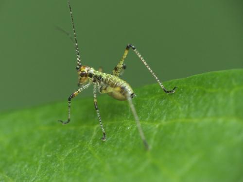 Réf. 219 333 : Phaneroptera sp.